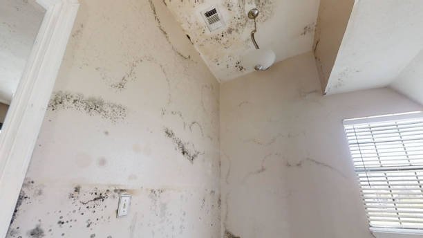 Best Emergency Mold Remediation  in Sheridan, IN