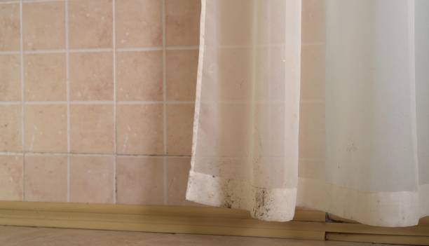 Best Mold Odor Removal Services  in Sheridan, IN
