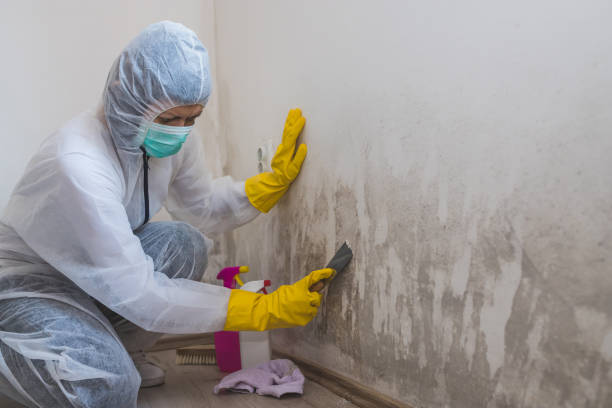 Best Asbestos and Lead Testing During Mold Inspection  in Sheridan, IN