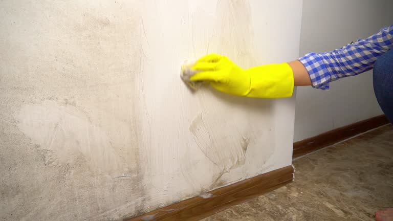 Best Basement Mold Removal  in Sheridan, IN