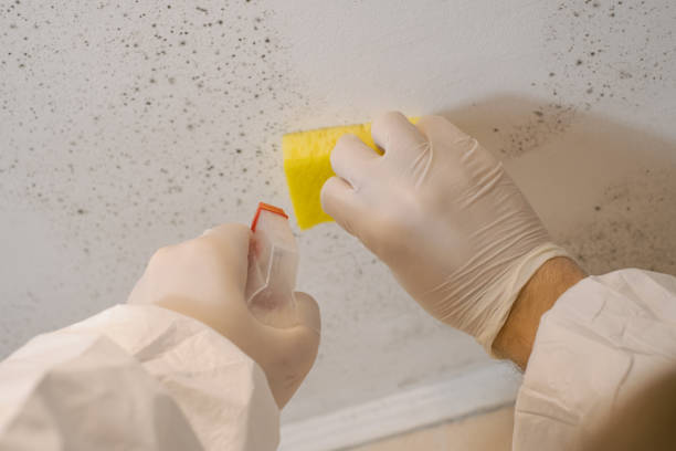 Best Residential Mold Inspection & Testing  in Sheridan, IN