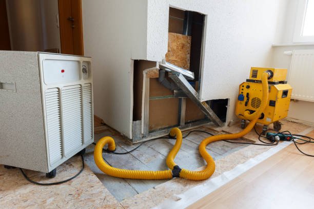 Best Attic Mold Removal  in Sheridan, IN