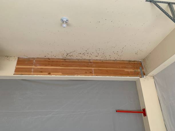 Best Attic Mold Removal  in Sheridan, IN