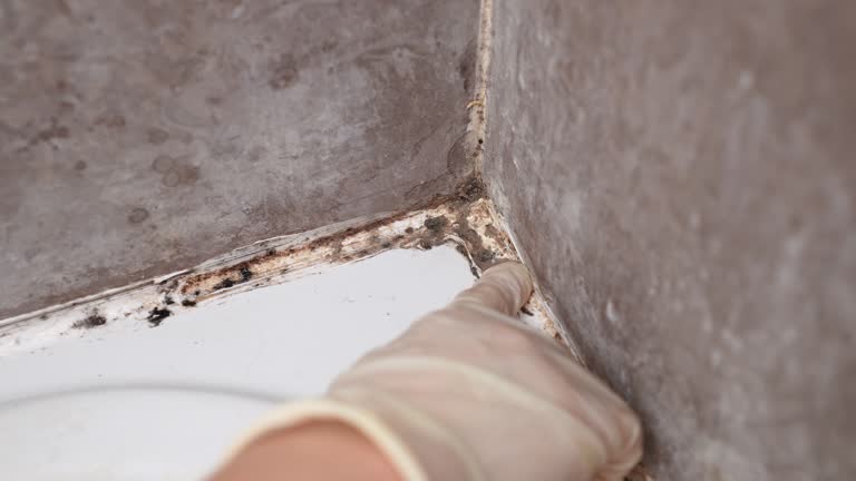 Best HVAC Mold Inspection and Cleaning  in Sheridan, IN